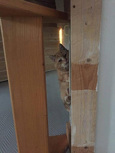 Kattenpraat