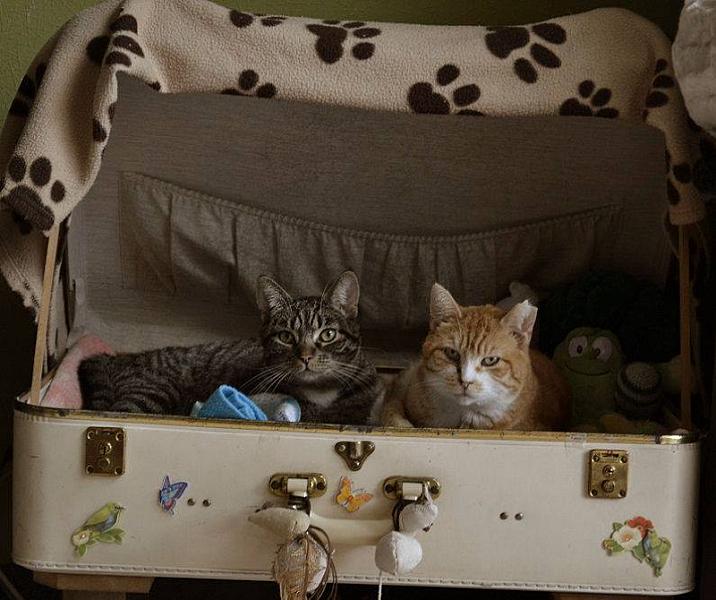 Kattenpraat