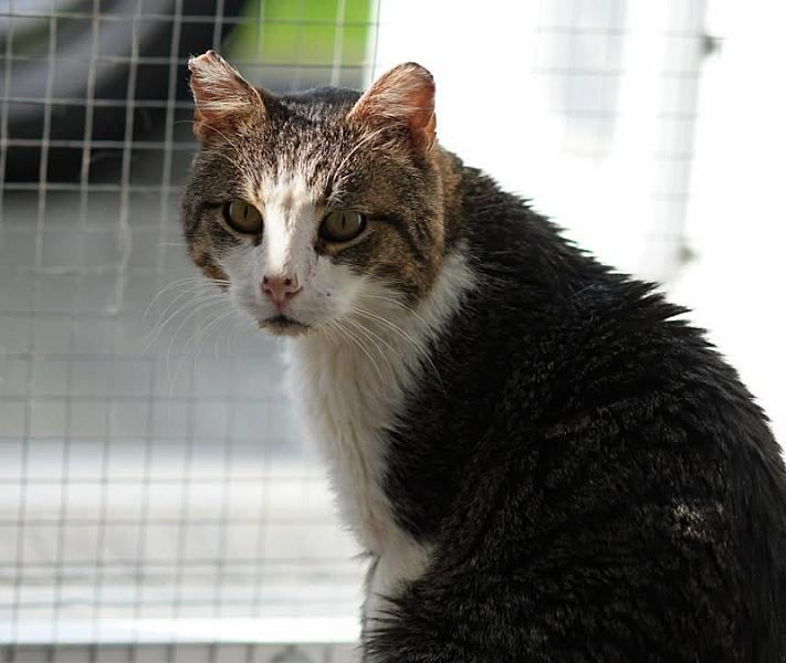 Kattenpraat