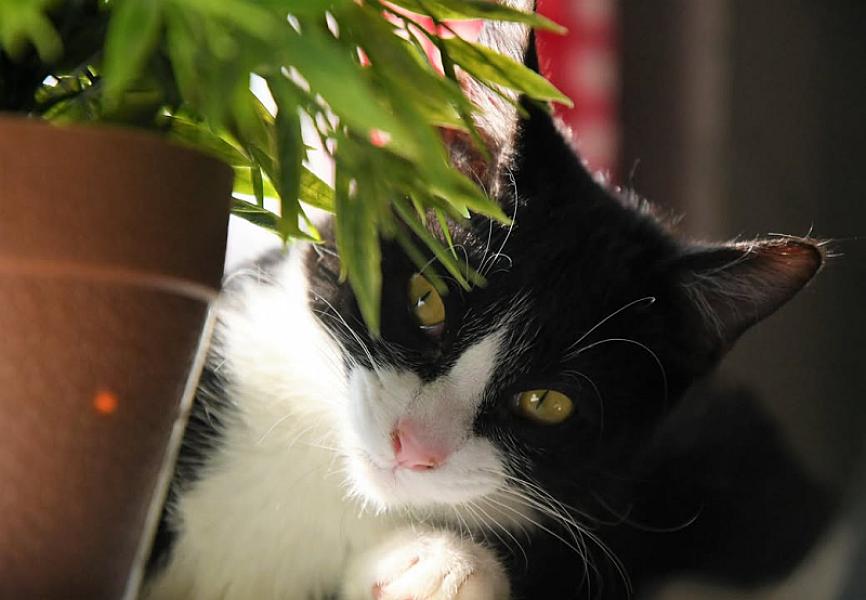 Kattenpraat
