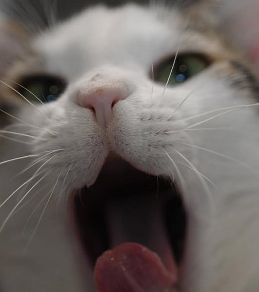 Kattenpraat