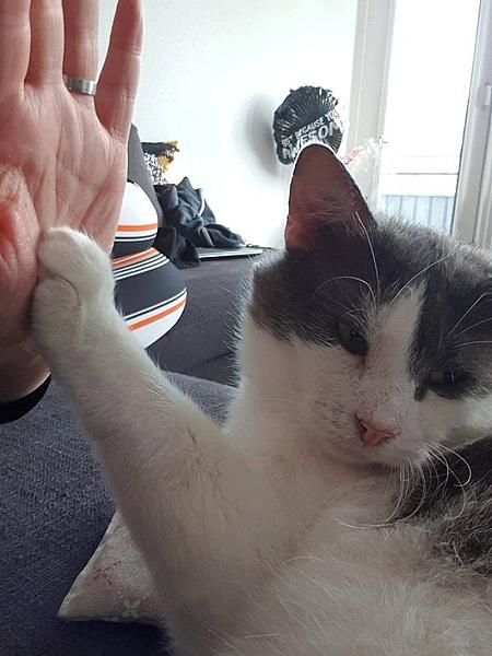 Kattenpraat