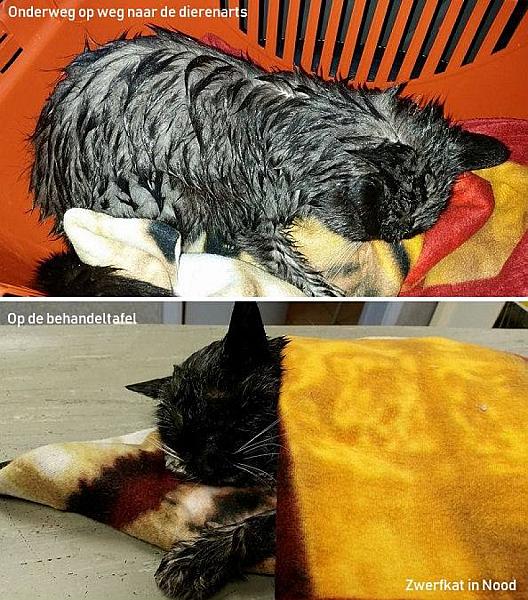 Kattenpraat