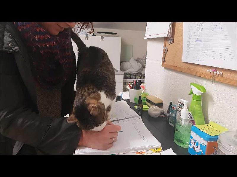 Kattenpraat
