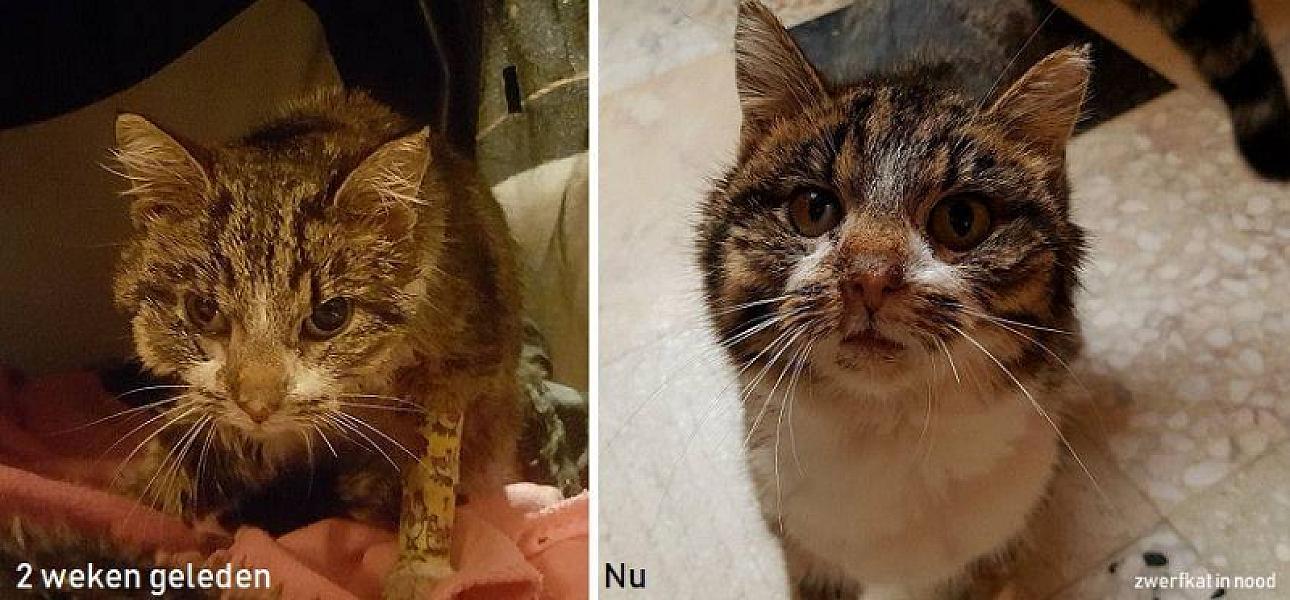 Kattenpraat