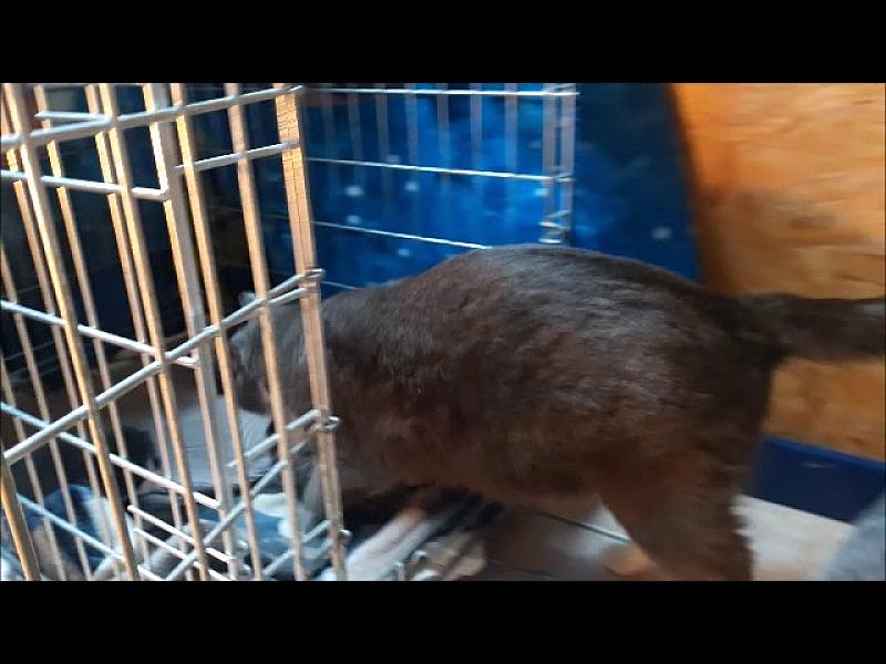 Kattenpraat