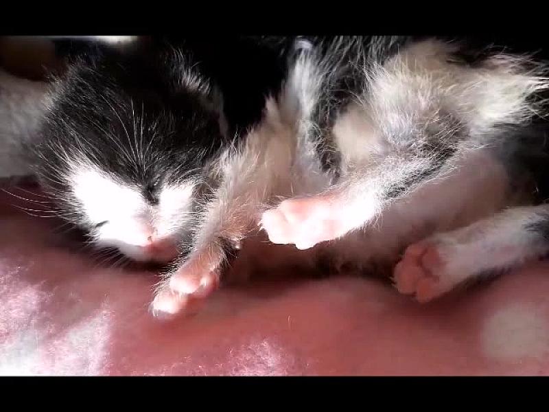 Kattenpraat