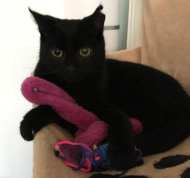 Kattenpraat
