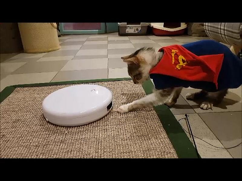 Kattenpraat
