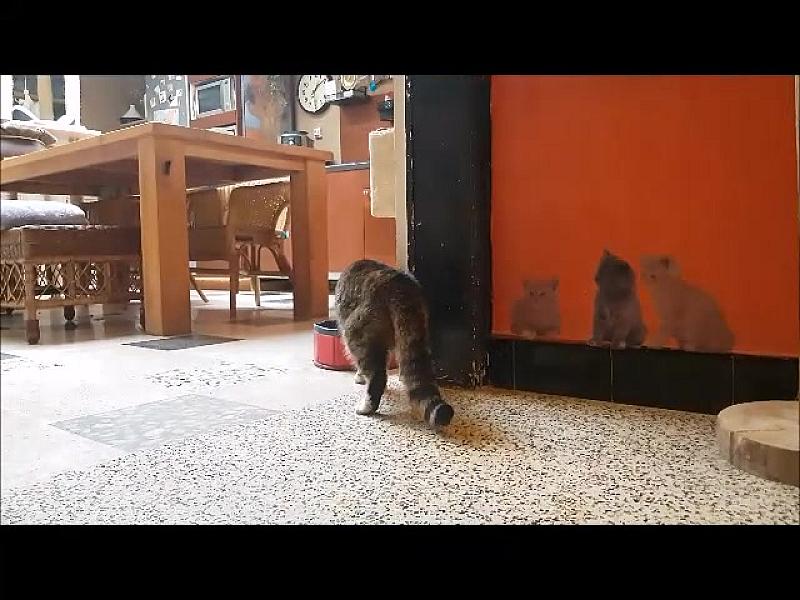 Kattenpraat
