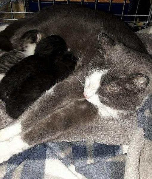 Kattenpraat
