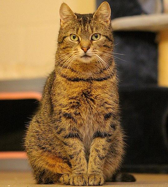 Kattenpraat