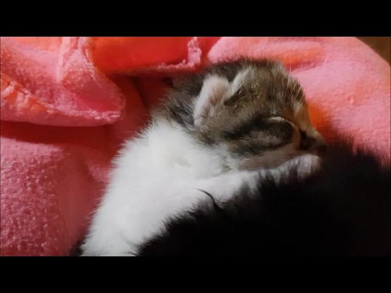 Kattenpraat