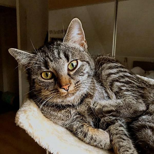 Kattenpraat