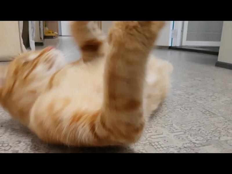 Kattenpraat