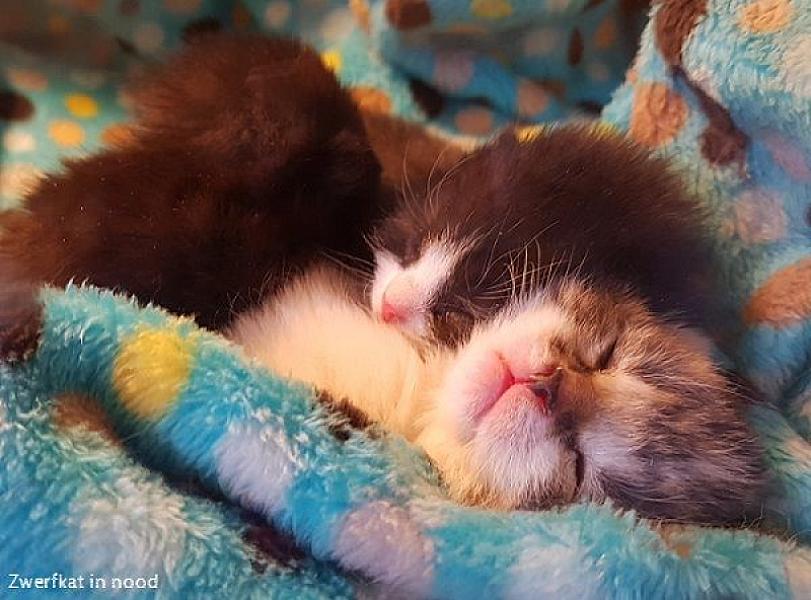 Kattenpraat