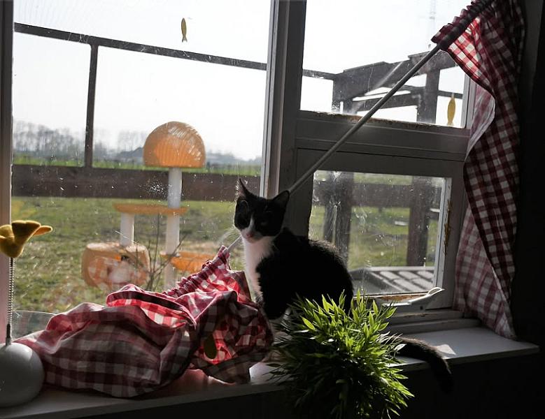Kattenpraat