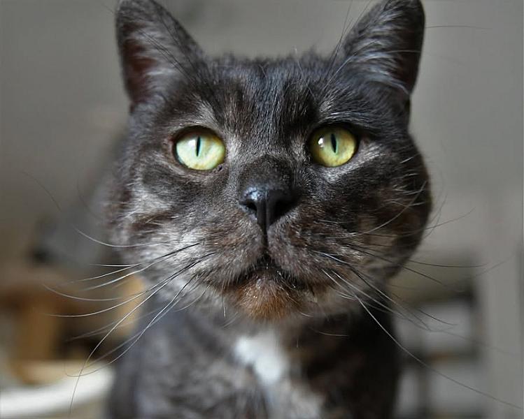 Kattenpraat
