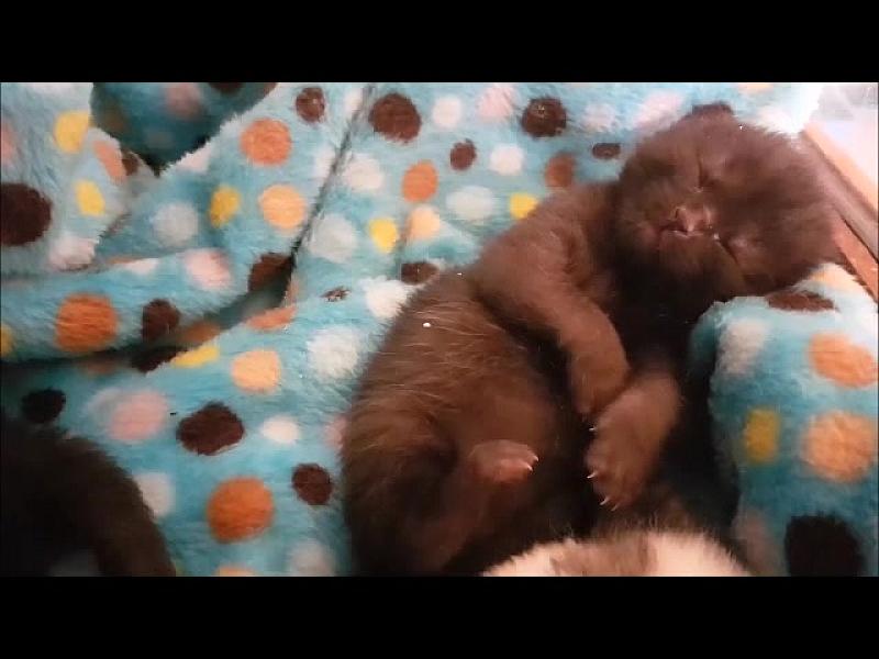 Kattenpraat