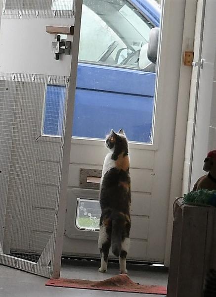 Kattenpraat