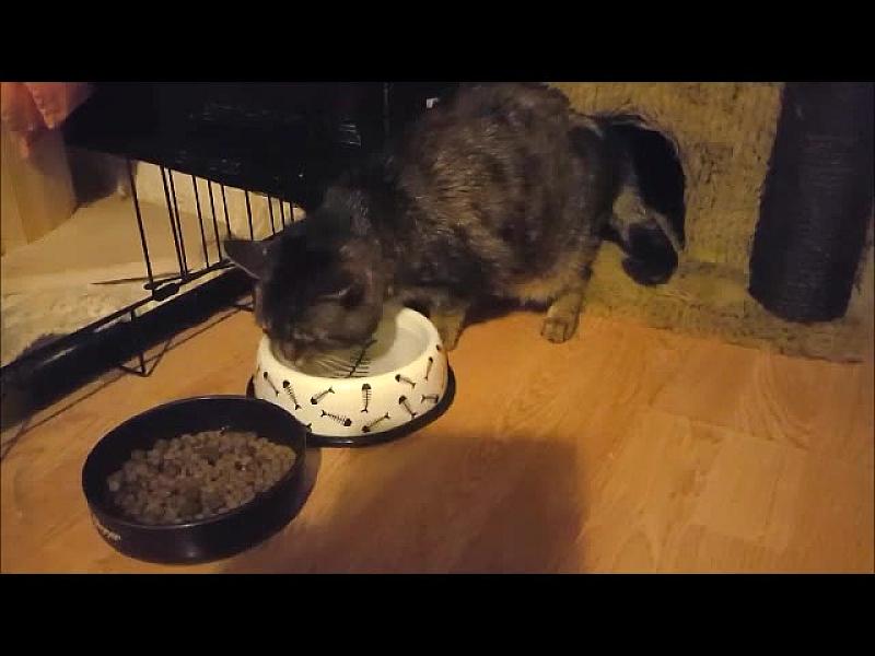 Kattenpraat