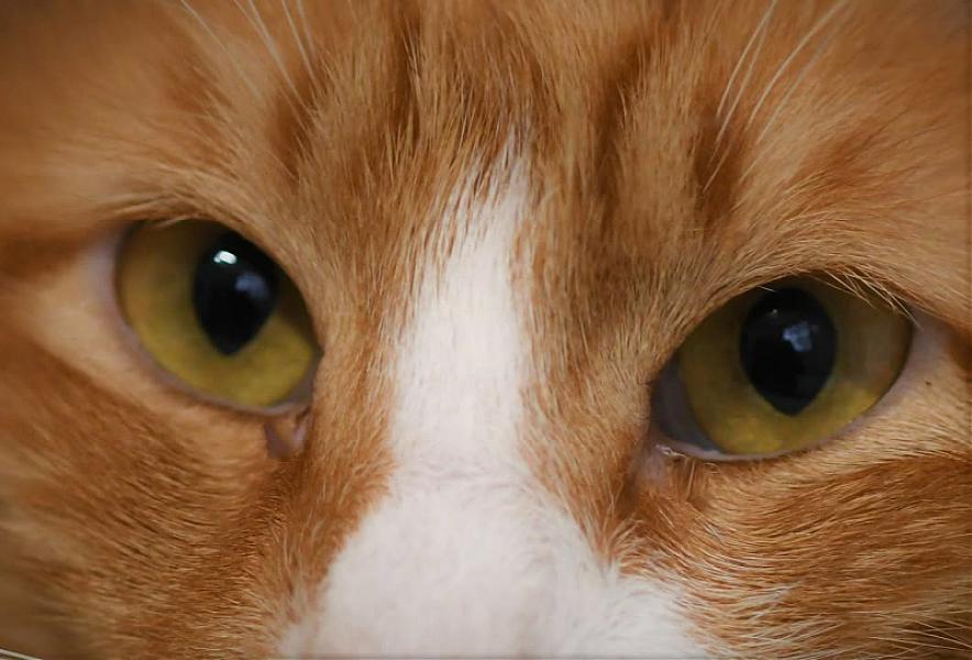 Kattenpraat