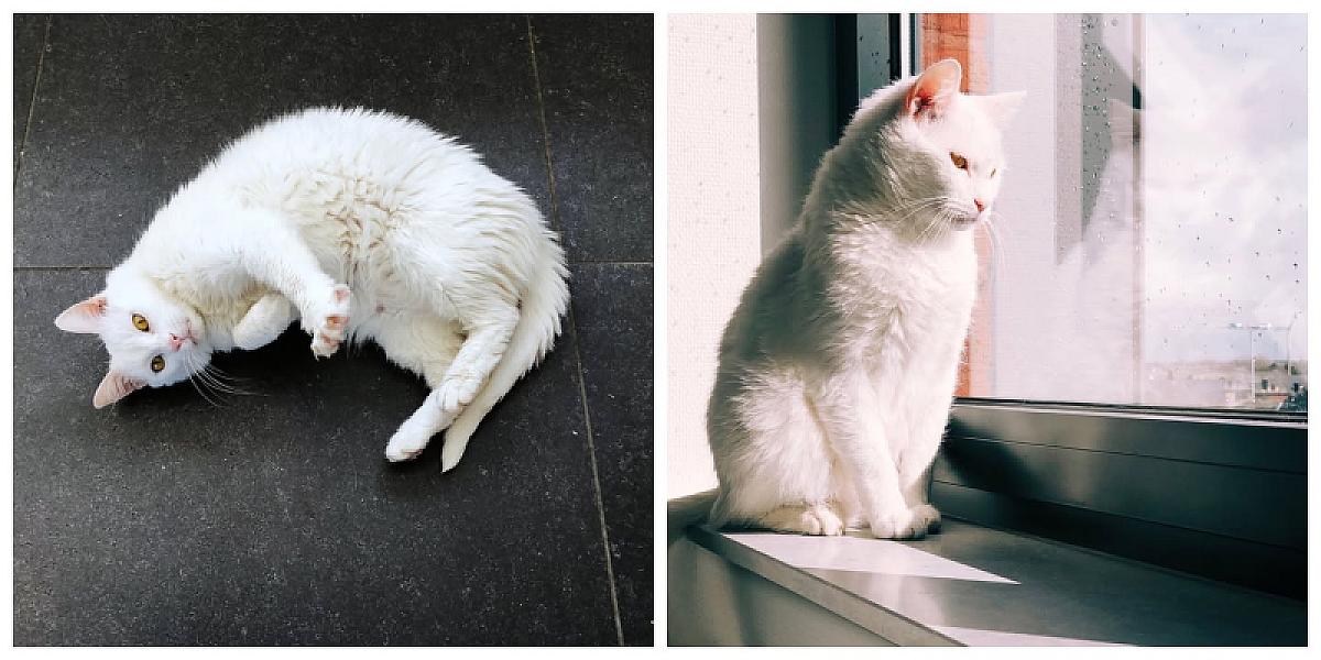 Kattenpraat