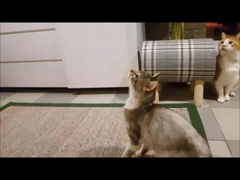 Kattenpraat