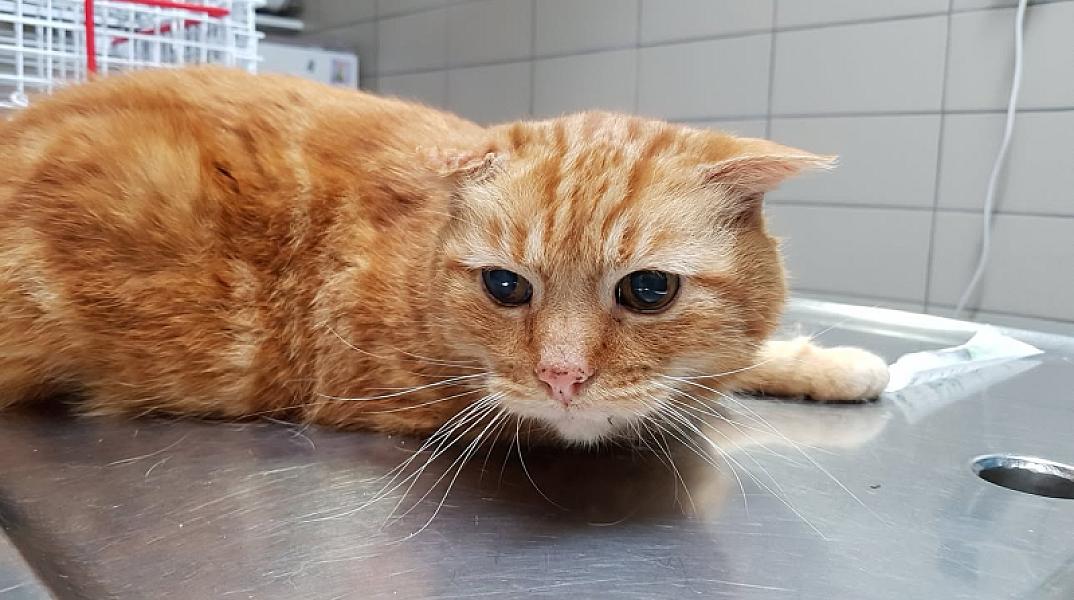Kattenpraat