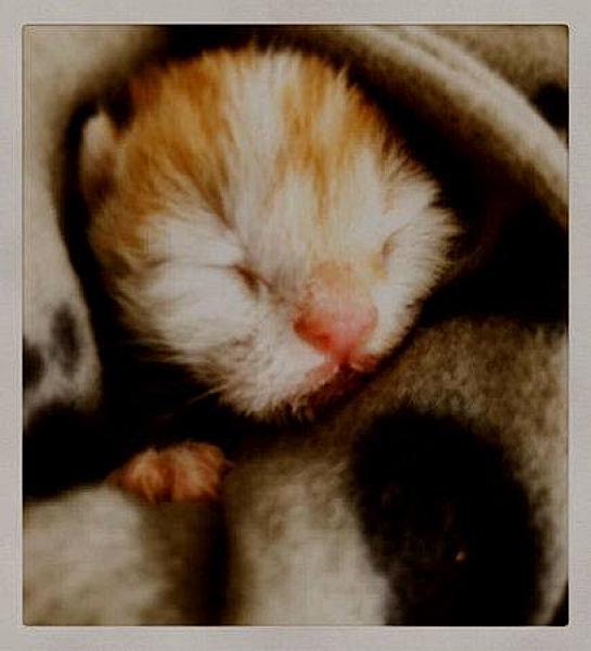 Kattenpraat