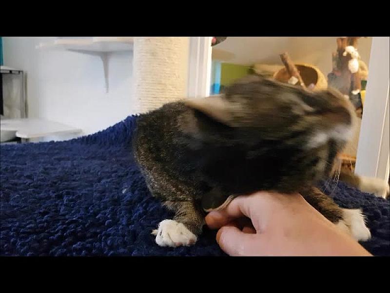 Kattenpraat