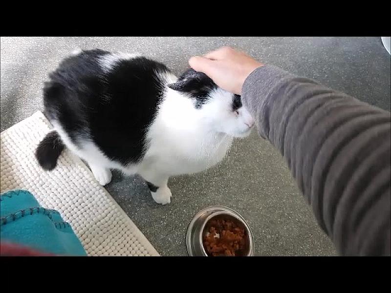 Kattenpraat