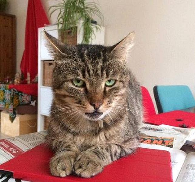 Kattenpraat