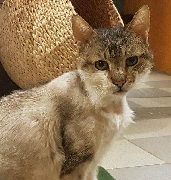 Kattenpraat