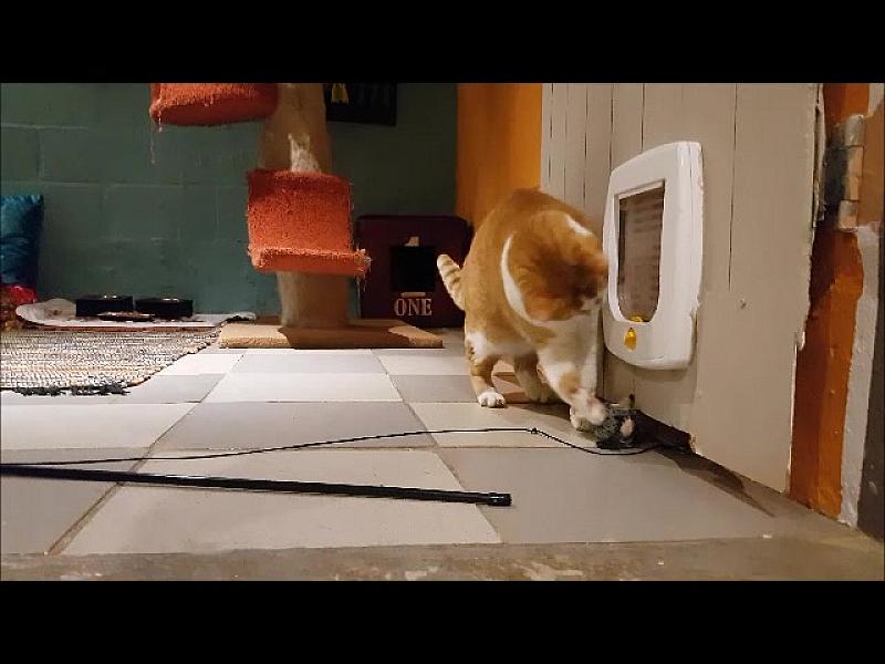 Kattenpraat