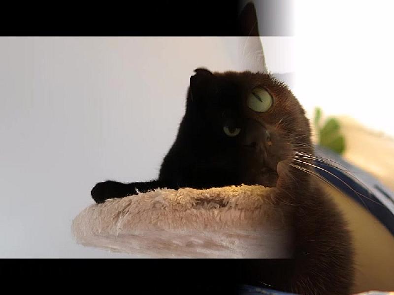 Kattenpraat