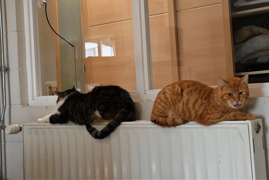 Kattenpraat
