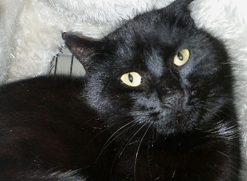 Kattenpraat