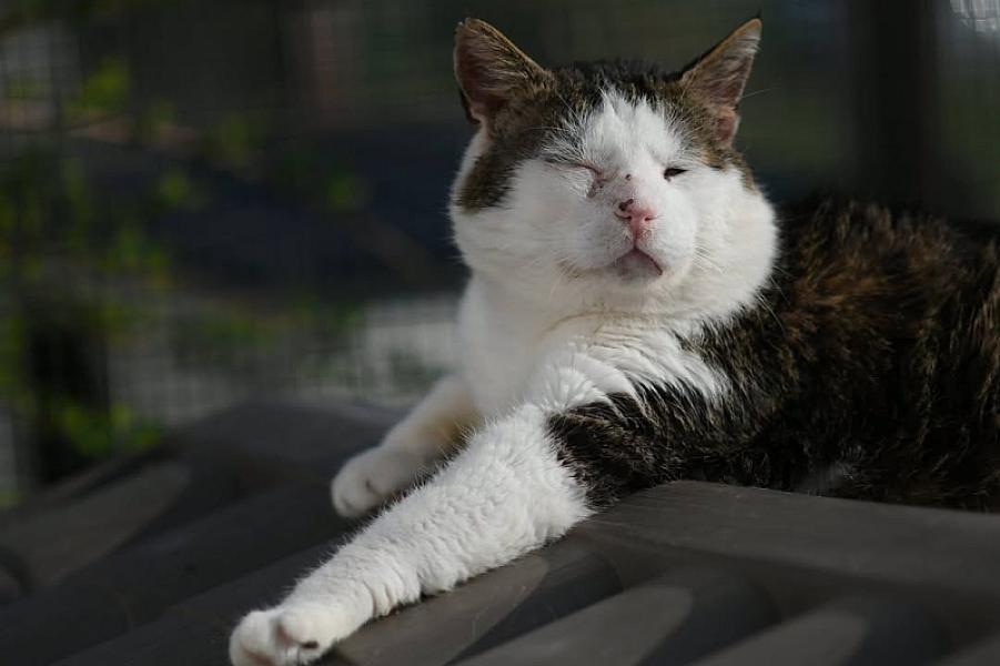 Kattenpraat