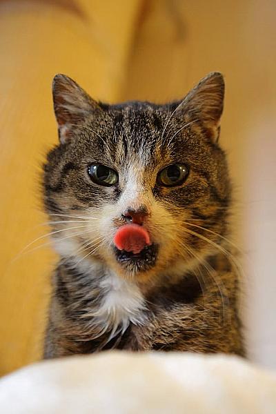 Kattenpraat