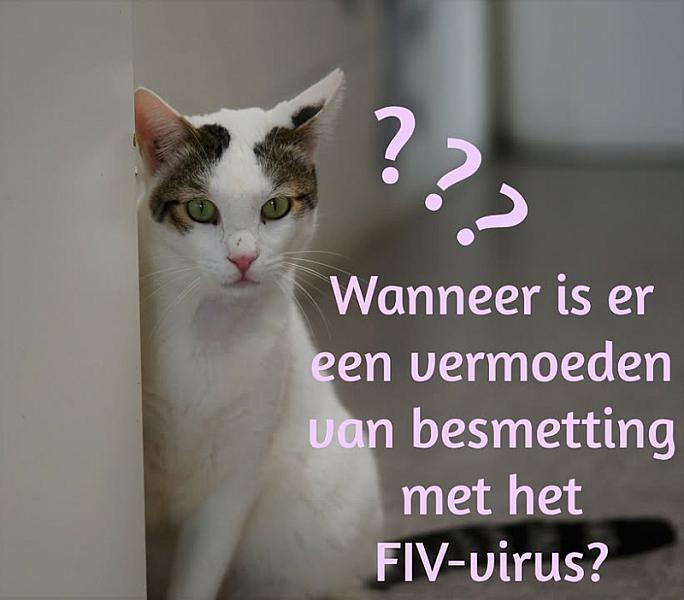 Kattenpraat