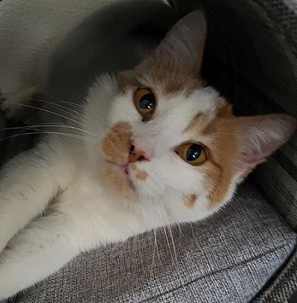 Kattenpraat