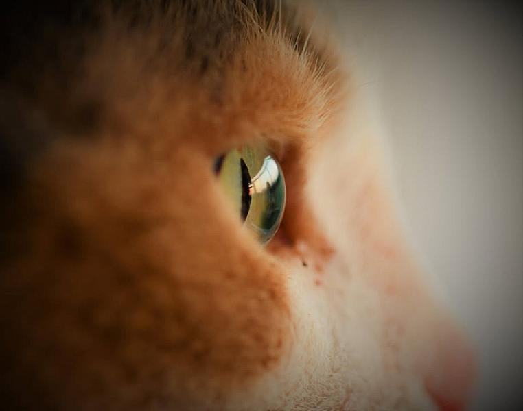 Kattenpraat