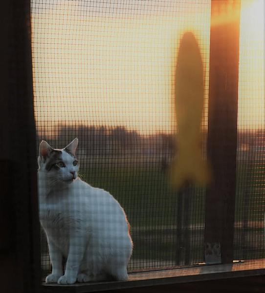 Kattenpraat