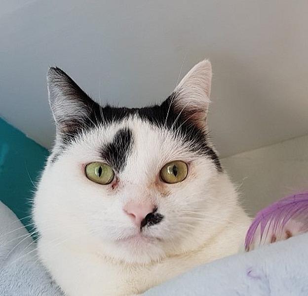 Kattenpraat