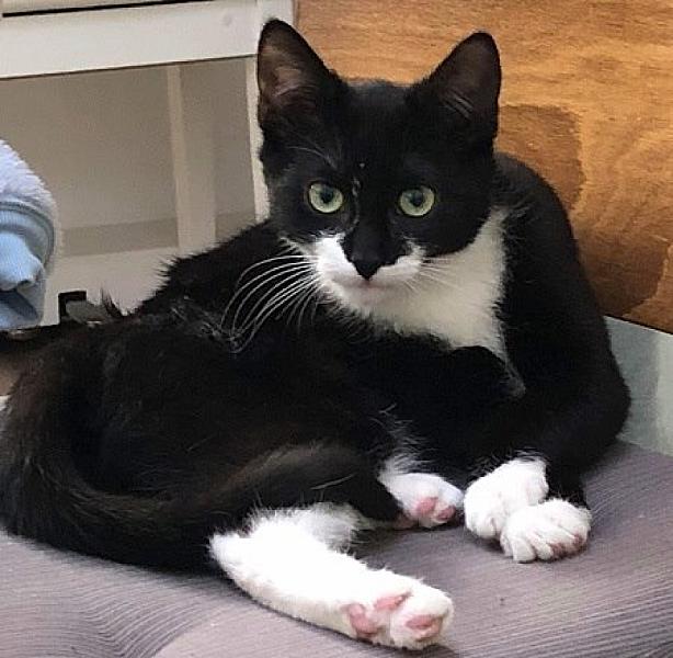 Kattenpraat