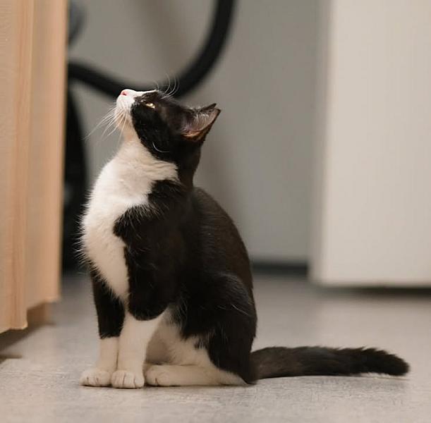 Kattenpraat