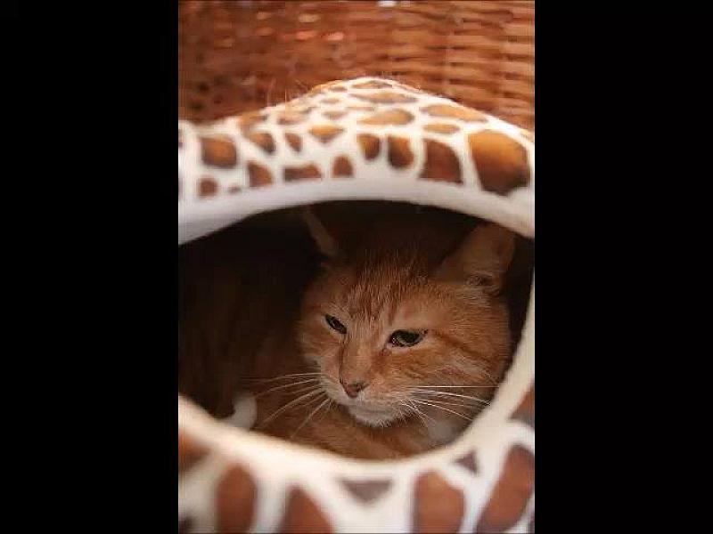 Kattenpraat