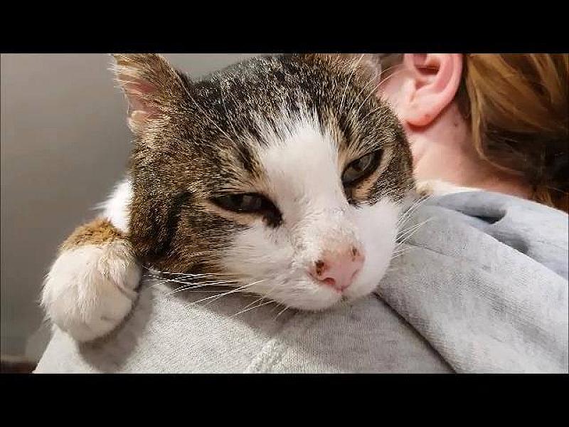 Kattenpraat