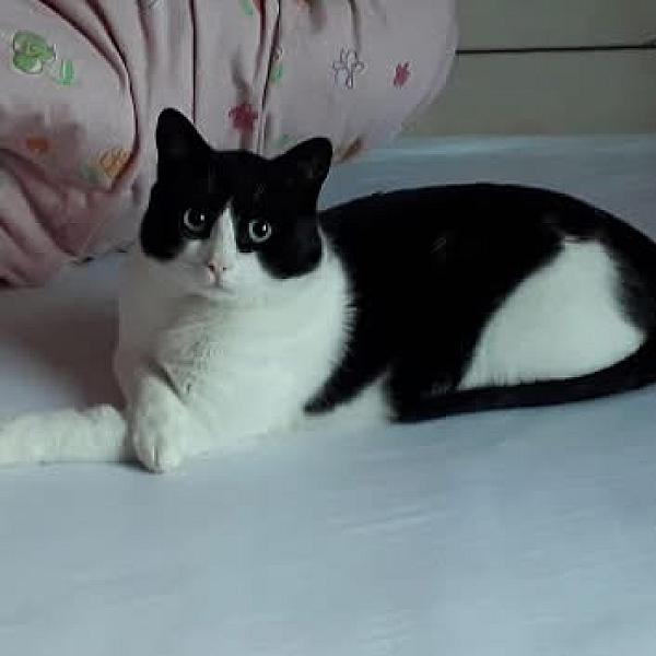 Kattenpraat